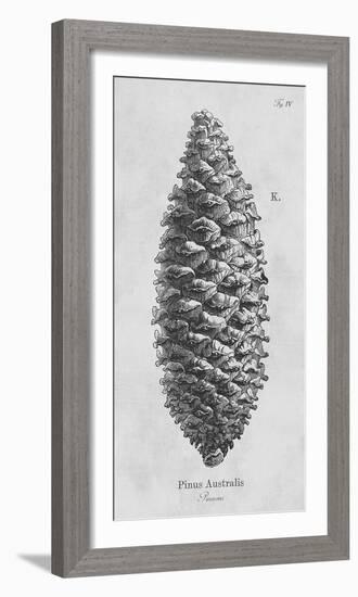 Pinus Australis-Maria Mendez-Framed Giclee Print