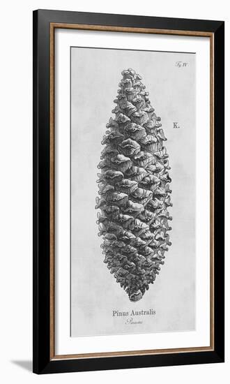 Pinus Australis-Maria Mendez-Framed Giclee Print