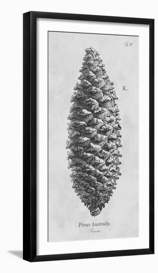 Pinus Australis-Maria Mendez-Framed Giclee Print