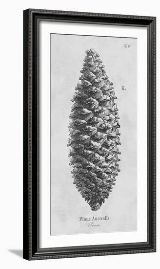 Pinus Australis-Maria Mendez-Framed Giclee Print