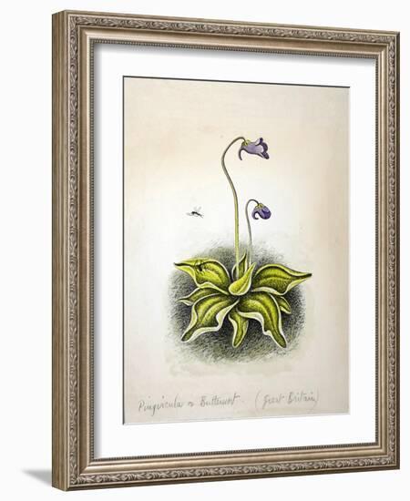 Pinvicula 1948-Isabel Alexander-Framed Giclee Print