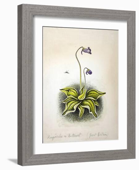 Pinvicula 1948-Isabel Alexander-Framed Giclee Print