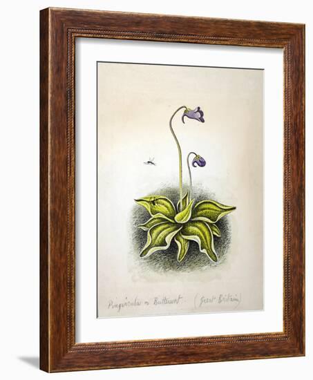 Pinvicula 1948-Isabel Alexander-Framed Giclee Print