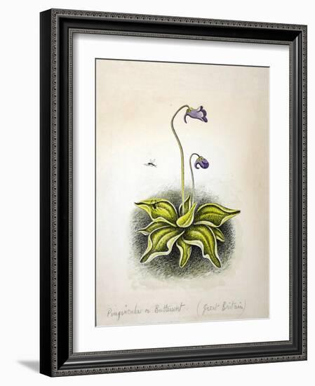 Pinvicula 1948-Isabel Alexander-Framed Giclee Print