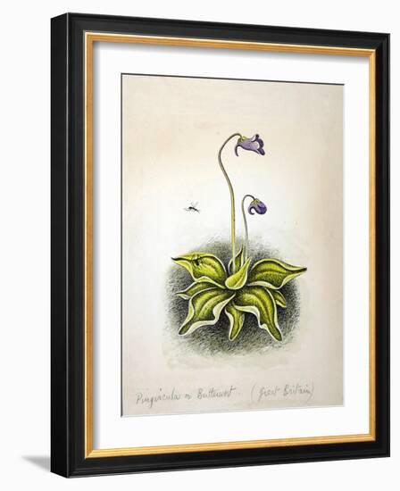 Pinvicula 1948-Isabel Alexander-Framed Giclee Print