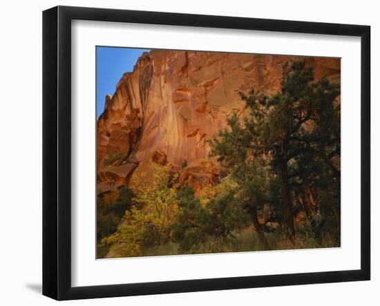 Pinyon Pine and Singleleaf Ash in Autumn, Chimney Rock Canyon, Capitol Reef National Park, Utah-Scott T. Smith-Framed Photographic Print