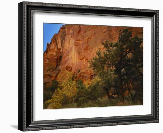 Pinyon Pine and Singleleaf Ash in Autumn, Chimney Rock Canyon, Capitol Reef National Park, Utah-Scott T. Smith-Framed Photographic Print