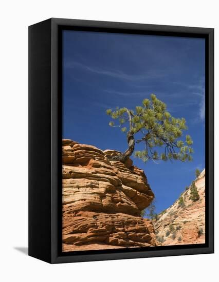 Pinyon Pine atop Sandstone Hoodoo-James Randklev-Framed Premier Image Canvas