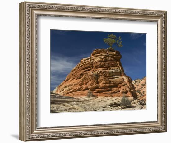 Pinyon Pine atop Sandstone Hoodoo-James Randklev-Framed Photographic Print