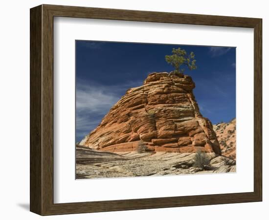 Pinyon Pine atop Sandstone Hoodoo-James Randklev-Framed Photographic Print