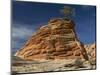 Pinyon Pine atop Sandstone Hoodoo-James Randklev-Mounted Photographic Print