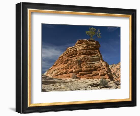 Pinyon Pine atop Sandstone Hoodoo-James Randklev-Framed Photographic Print