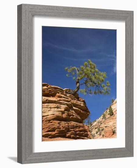 Pinyon Pine atop Sandstone Hoodoo-James Randklev-Framed Photographic Print