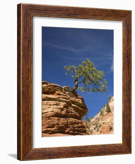 Pinyon Pine atop Sandstone Hoodoo-James Randklev-Framed Photographic Print