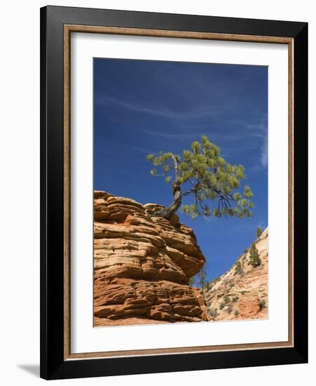 Pinyon Pine atop Sandstone Hoodoo-James Randklev-Framed Photographic Print