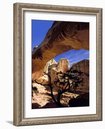 Pinyon Pine Below Hickman Bridge, Capitol Reef National Park, Utah, USA-Scott T. Smith-Framed Photographic Print