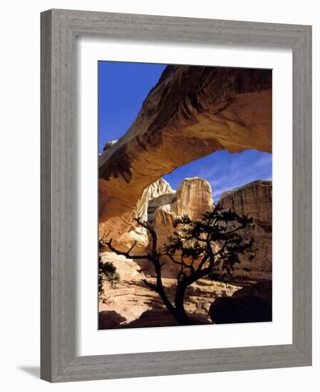 Pinyon Pine Below Hickman Bridge, Capitol Reef National Park, Utah, USA-Scott T. Smith-Framed Photographic Print