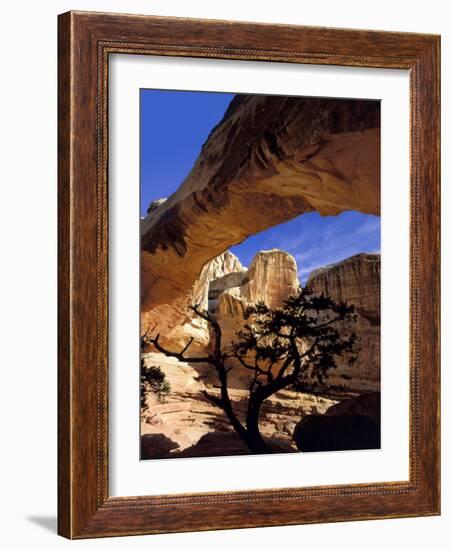 Pinyon Pine Below Hickman Bridge, Capitol Reef National Park, Utah, USA-Scott T. Smith-Framed Photographic Print