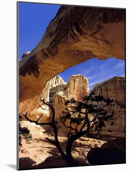 Pinyon Pine Below Hickman Bridge, Capitol Reef National Park, Utah, USA-Scott T. Smith-Mounted Photographic Print