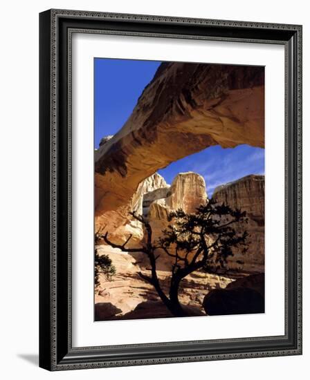 Pinyon Pine Below Hickman Bridge, Capitol Reef National Park, Utah, USA-Scott T. Smith-Framed Photographic Print