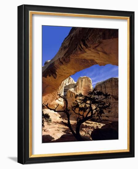 Pinyon Pine Below Hickman Bridge, Capitol Reef National Park, Utah, USA-Scott T. Smith-Framed Photographic Print