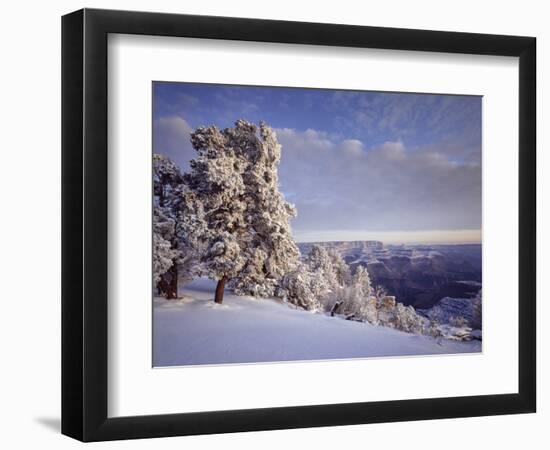 Pinyon pine trees covered in snow in winter, South Rim, Grand Canyon National Park, Arizona, USA-Panoramic Images-Framed Photographic Print