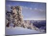 Pinyon pine trees covered in snow in winter, South Rim, Grand Canyon National Park, Arizona, USA-Panoramic Images-Mounted Photographic Print