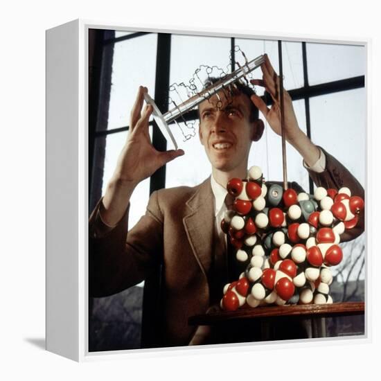 Pioneer Geneticist Biologist James Watson with Molecular Model of DNA-Andreas Feininger-Framed Premier Image Canvas