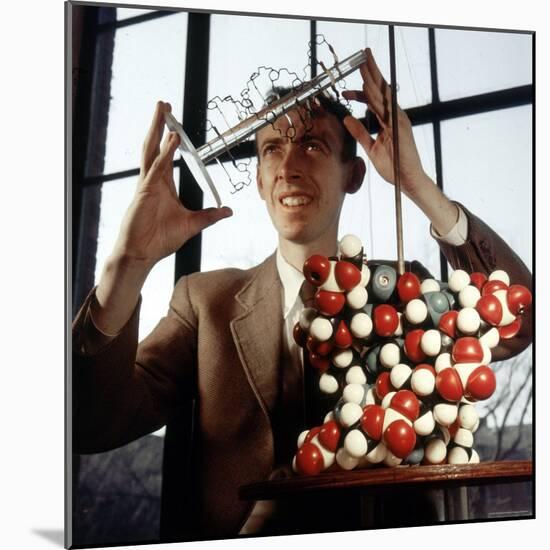 Pioneer Geneticist Biologist James Watson with Molecular Model of DNA-Andreas Feininger-Mounted Premium Photographic Print