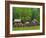 Pioneer Homestead, Great Smoky Mountains, North Carolina, USA-Adam Jones-Framed Photographic Print