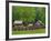 Pioneer Homestead, Great Smoky Mountains, North Carolina, USA-Adam Jones-Framed Photographic Print