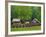 Pioneer Homestead, Great Smoky Mountains, North Carolina, USA-Adam Jones-Framed Photographic Print