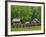 Pioneer Homestead, Great Smoky Mountains, North Carolina, USA-Adam Jones-Framed Photographic Print