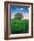 Pioneer School-Ike Leahy-Framed Photographic Print