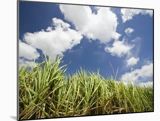 Pioneer Valley-Sugar Cane Field, , Marian, Whitsunday Coast, Queensland-Walter Bibikow-Mounted Photographic Print