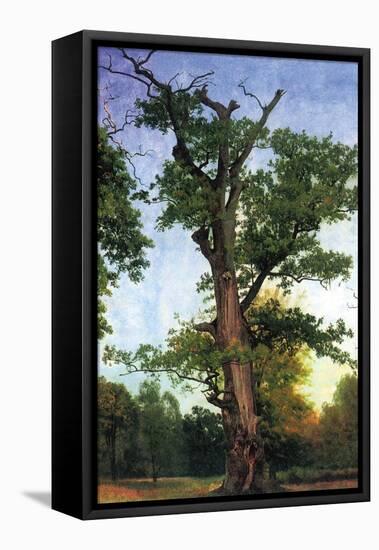 Pioneers of The Forest-Albert Bierstadt-Framed Stretched Canvas
