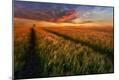 Photographic Print