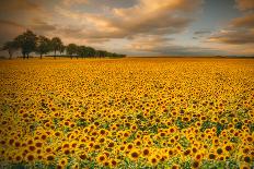 Sunflowers-Piotr Krol-Framed Premier Image Canvas