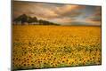 Photographic Print