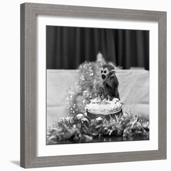 Pip the Squirrel Monkey-Sunday People-Framed Photographic Print