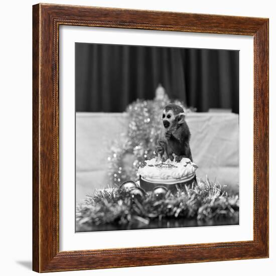 Pip the Squirrel Monkey-Sunday People-Framed Photographic Print