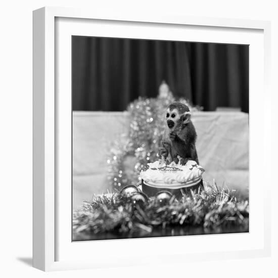 Pip the Squirrel Monkey-Sunday People-Framed Photographic Print