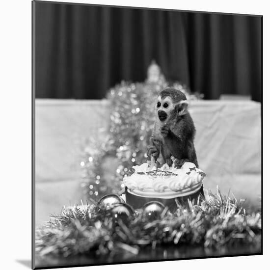 Pip the Squirrel Monkey-Sunday People-Mounted Photographic Print
