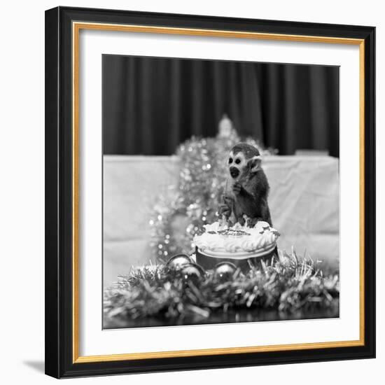 Pip the Squirrel Monkey-Sunday People-Framed Photographic Print