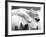 Pipaluk the Baby Polar Bear Sizzling in the Summer Hear-null-Framed Photographic Print