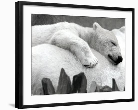 Pipaluk the Baby Polar Bear Sizzling in the Summer Hear-null-Framed Photographic Print