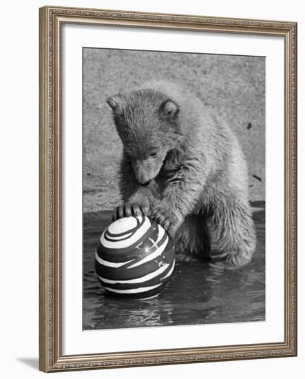 Pipaluk with Sally, His Mum, Playing with a Ball at London Zoo Today. March 1968-null-Framed Photographic Print