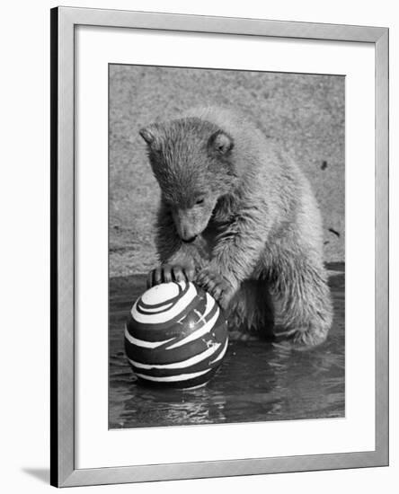 Pipaluk with Sally, His Mum, Playing with a Ball at London Zoo Today. March 1968-null-Framed Photographic Print