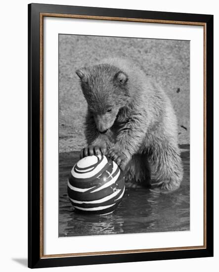 Pipaluk with Sally, His Mum, Playing with a Ball at London Zoo Today. March 1968-null-Framed Photographic Print