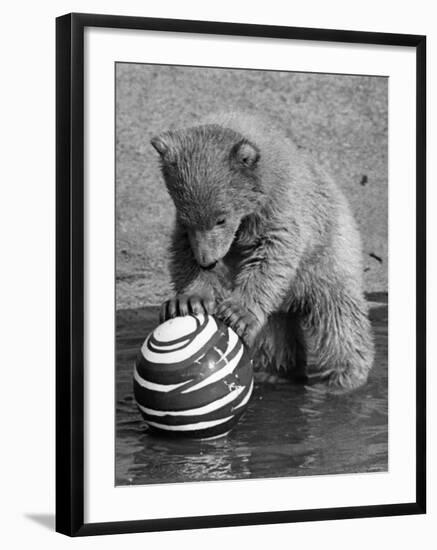 Pipaluk with Sally, His Mum, Playing with a Ball at London Zoo Today. March 1968-null-Framed Photographic Print